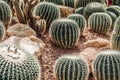 Cactus greenhouse with rocky ground and stones. Golden Barrel Ca