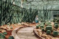 Cactus greenhouse with rocky ground, stones and Golden Barrel Ca