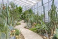 Cactus in greenhouse. Royalty Free Stock Photo