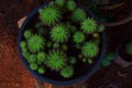 Cactus greeny. spiny cactus. spiny. barrel Royalty Free Stock Photo
