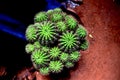 Cactus greeny. spiny cactus. spiny. barrel Royalty Free Stock Photo