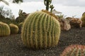 Cactus on the ground Royalty Free Stock Photo