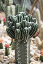 Cactus, A group of succulents plants with the thorns fluffy white shag in the garden. Echinopsis subdenudata