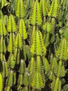 Cactus growing on the island of Fuerteventura