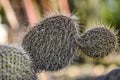 Cactus growing on the island of Lanzarote, Canary Islands Royalty Free Stock Photo