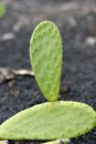 Cactus growing on the island of Lanzarote, Canary Islands Royalty Free Stock Photo