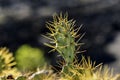 Cactus growing on the island of Lanzarote, Canary Islands Royalty Free Stock Photo