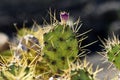 Cactus growing on the island of Lanzarote, Canary Islands Royalty Free Stock Photo