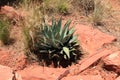 Cactus growing at Red Rock Canyon