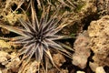 Cactus growing on rocky nooks.