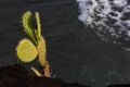 Cactus growing on the side of the cliff at honolua bay maui Royalty Free Stock Photo