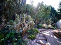 Cactus Growing beside The Steps Royalty Free Stock Photo