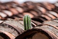 Cactus Growing on Tiled Roof