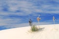 Cactus growing in the White Sand Dunes Royalty Free Stock Photo