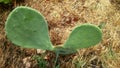 Cactus growing wild desert cactus wild cactus Royalty Free Stock Photo