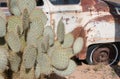 Cactus and a junk car Royalty Free Stock Photo