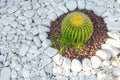 Cactus grows on white pebbles. Royalty Free Stock Photo