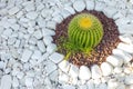 Cactus grows on white pebbles.