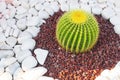 Cactus grows on white pebbles. Royalty Free Stock Photo