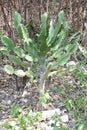 Cactus grows on the island