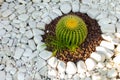 Cactus grows on white pebbles.