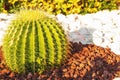 Cactus grows on white pebbles.