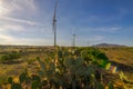 Cactus grows wild in fields with favorable wind