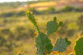 Cactus grows wild in Phan Rang in the beautiful sunshine