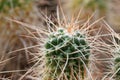 Cactus growth of long thorns