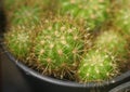Cactus growth in pot, Close up