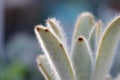 Cactus growth of thorns and whiskers