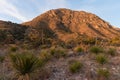 Cactus at Guadalupe Mountains Royalty Free Stock Photo