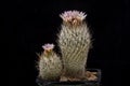 Cactus Gymnocactus subteranus v.zaragosae with flower isolated o