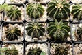 Cactus, Gymnocalycium Friedrichii LB 2178, VoS Cactus close up on pots in small cactus plant nursery