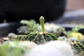 Cactus, Gymnocalycium Friedrichii LB 2178, VoS Cactus close up on pots in small cactus plant nursery