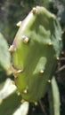 Cactus happy