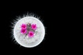 The cactus has blossomed, small pink flowers developed between white spines