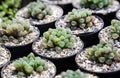 Cactus Haworthia cooperi var. truncata , H. obtusa f. truncata .Green small tree Transparent trunk on a nursery farm