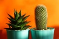 cactus and haworthia on an orange background. minimalism and bright color combinations. Flowers in the interior.