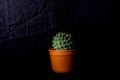 Cactus haworthia plant relax activity