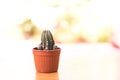 Cactus haworthia plant relax activity