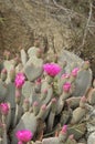 Cactus Heart with pink flowers Royalty Free Stock Photo