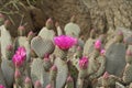 Cactus Heart with pink flowers Royalty Free Stock Photo