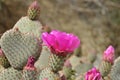 Cactus Heart with pink flowers Royalty Free Stock Photo