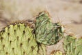 Cactus in heart shape with sharp spines