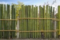 Cactus fence hedge at Mitla ruins Oaxaca Mexico Royalty Free Stock Photo