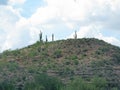 Cactus hill