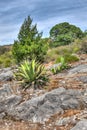 Cactus on a hillside Royalty Free Stock Photo