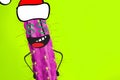 Cactus hipster man with santa hat. Tropical Christmas concept. Minimal fun art Royalty Free Stock Photo