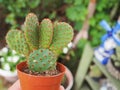 Cactus for hobby cacti lovers